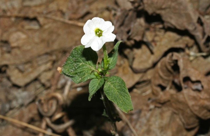 Browallia longitubulata photo 2