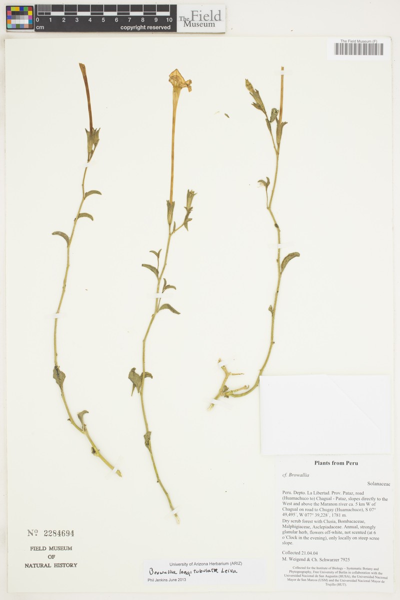 Browallia longitubulata photo 3