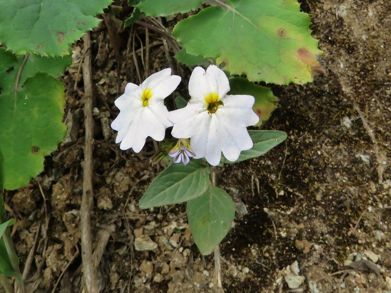 Browallia mionei