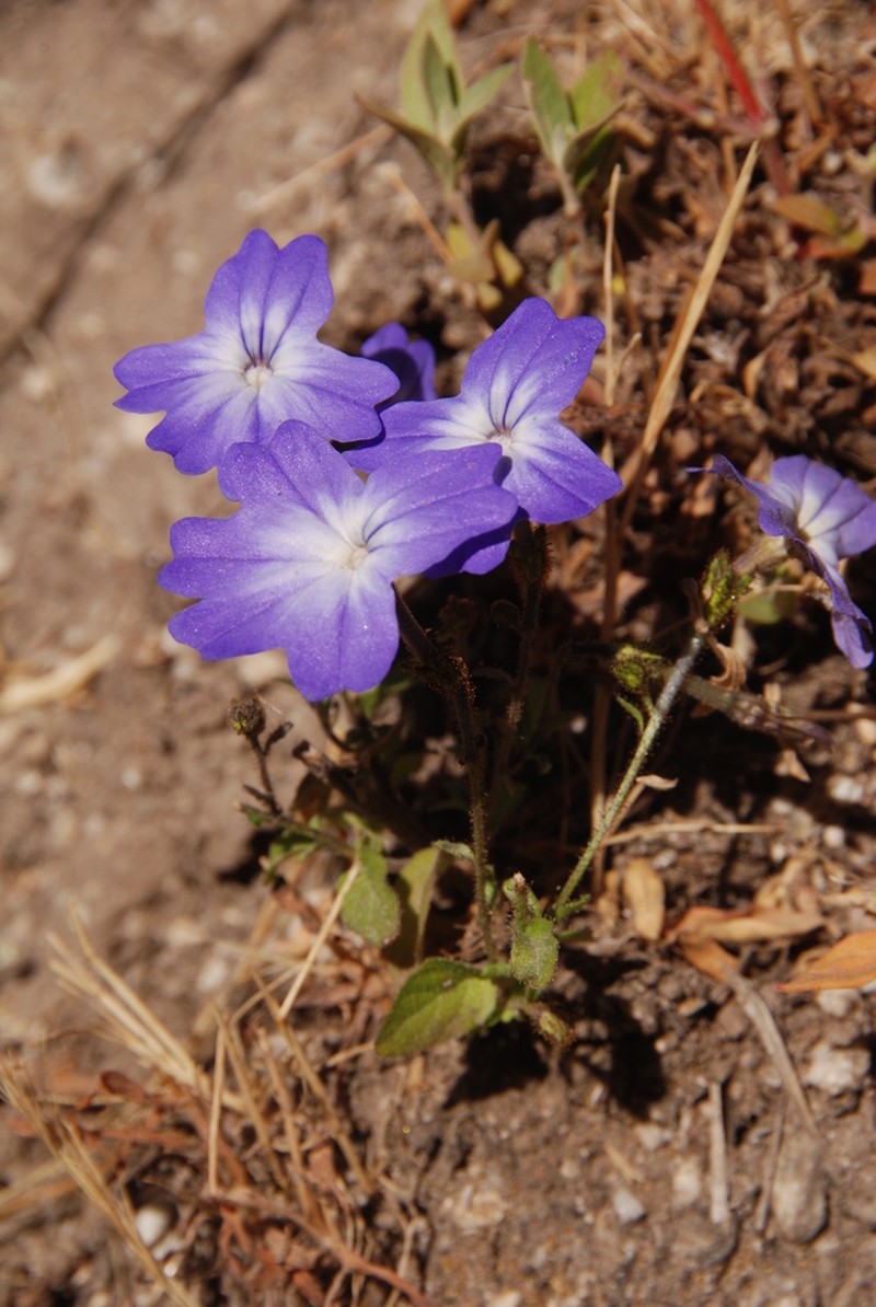 Browallia termophylla