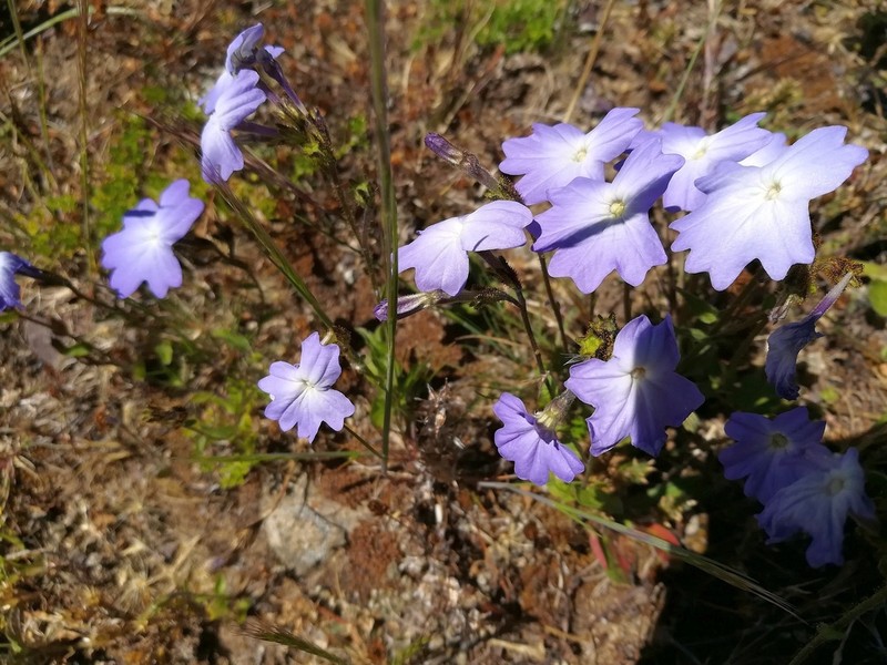 Browallia termophylla photo 2