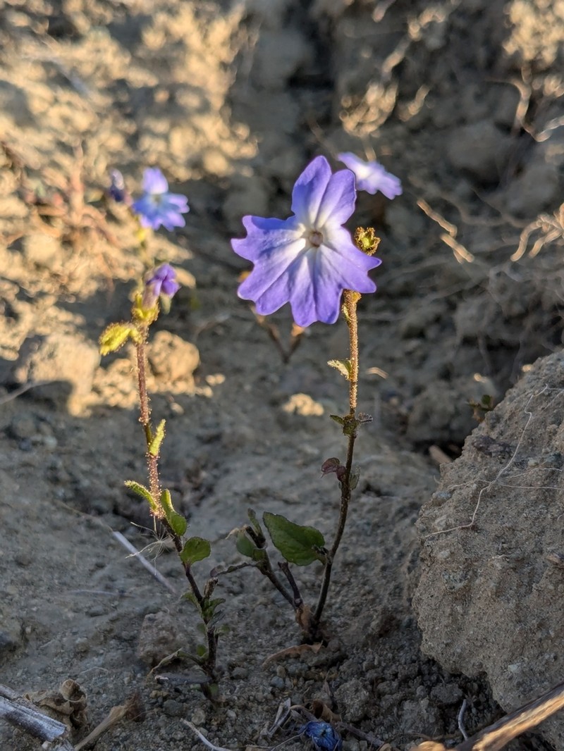 Browallia termophylla photo 3