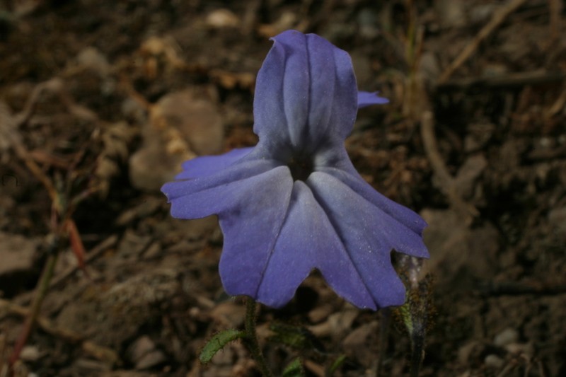 Browallia termophylla photo 4