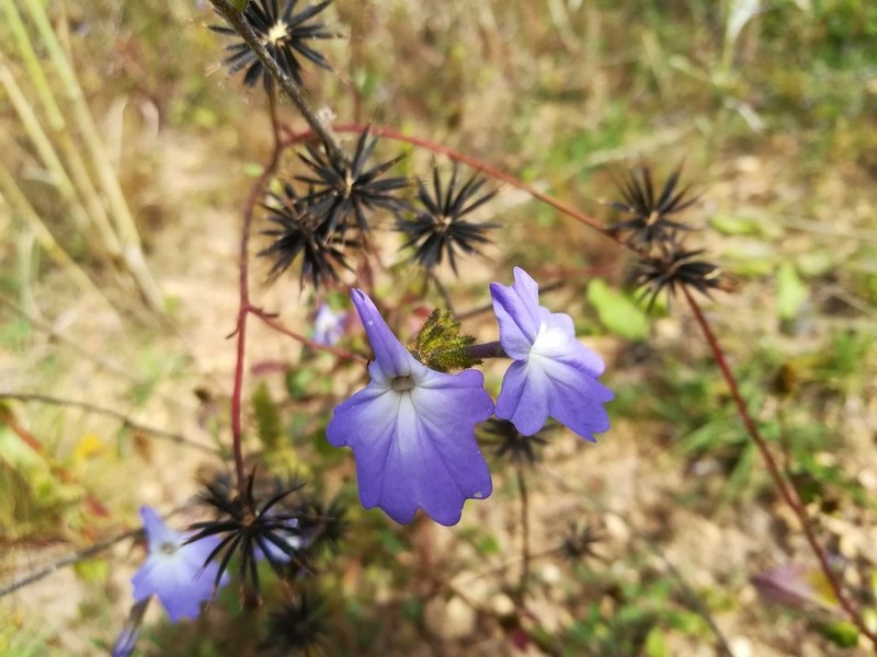Browallia termophylla photo 6