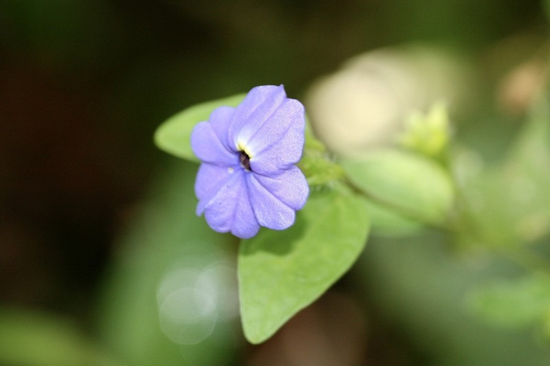 Browallia tingo-mariae