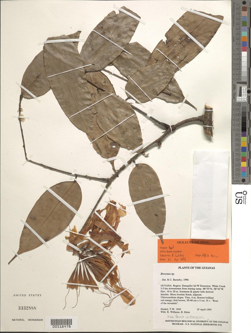 Brownea coccinea subsp. coccinea