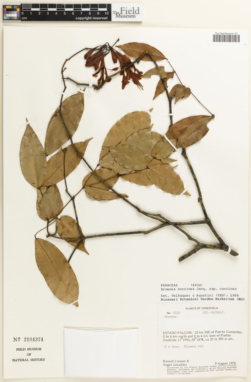 Brownea coccinea subsp. coccinea photo 2