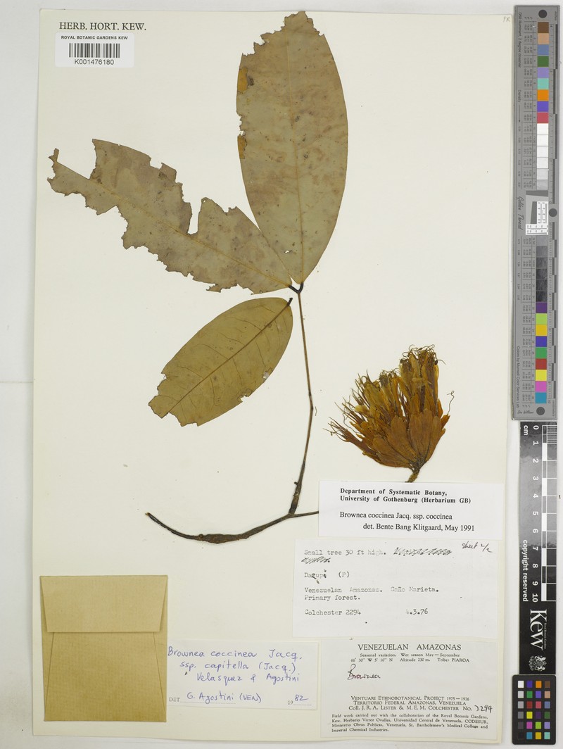 Brownea coccinea subsp. coccinea photo 3