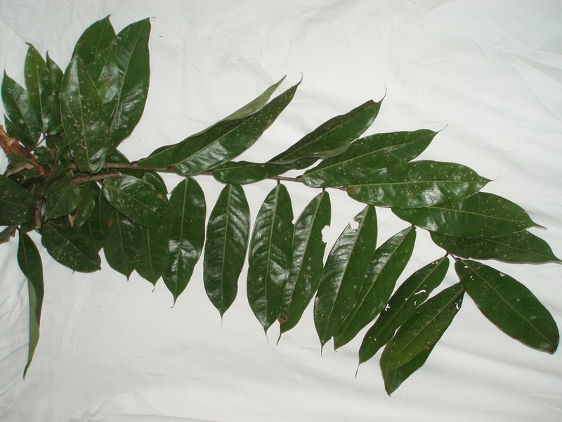 Brownea jaramilloi