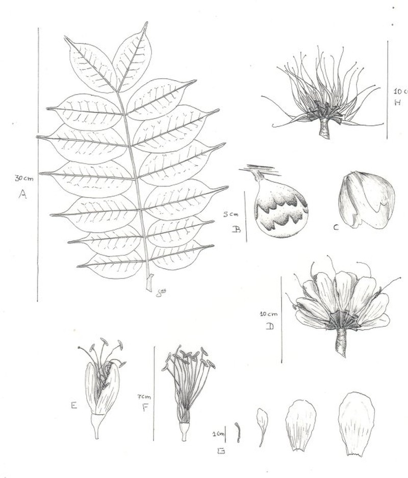 Browneopsis puyensis
