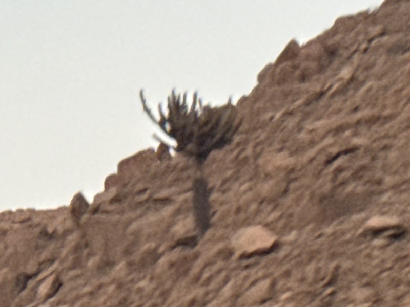 Browningia candelaris subsp. candelaris