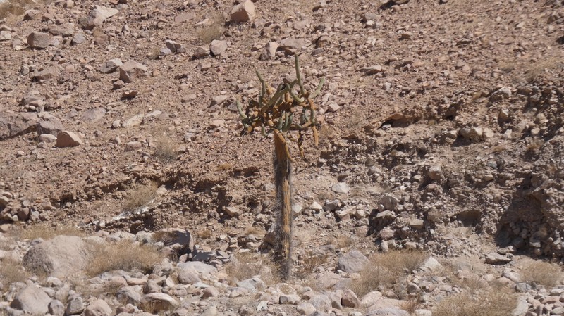 Browningia candelaris subsp. candelaris photo 3