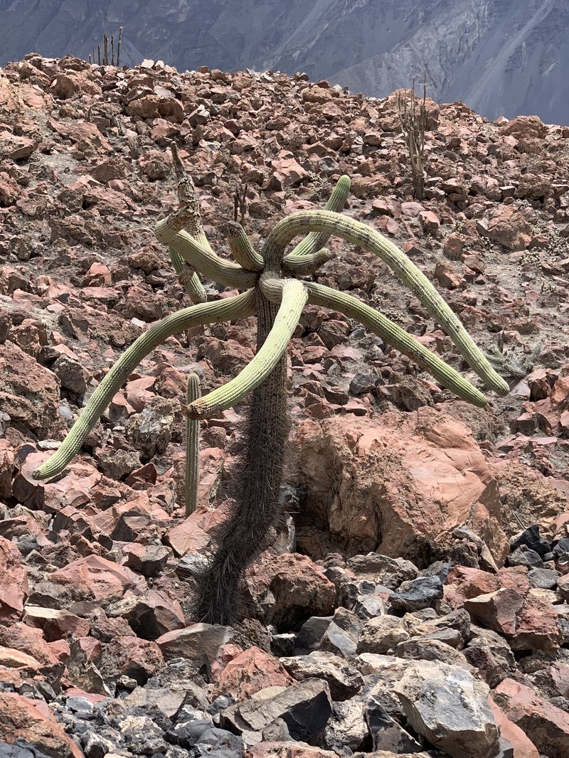 Browningia candelaris subsp. candelaris photo 4