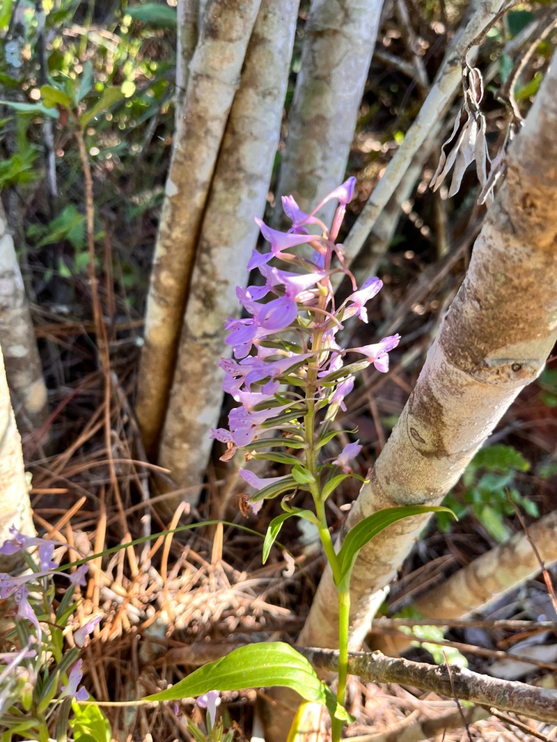 Brownleea coerulea