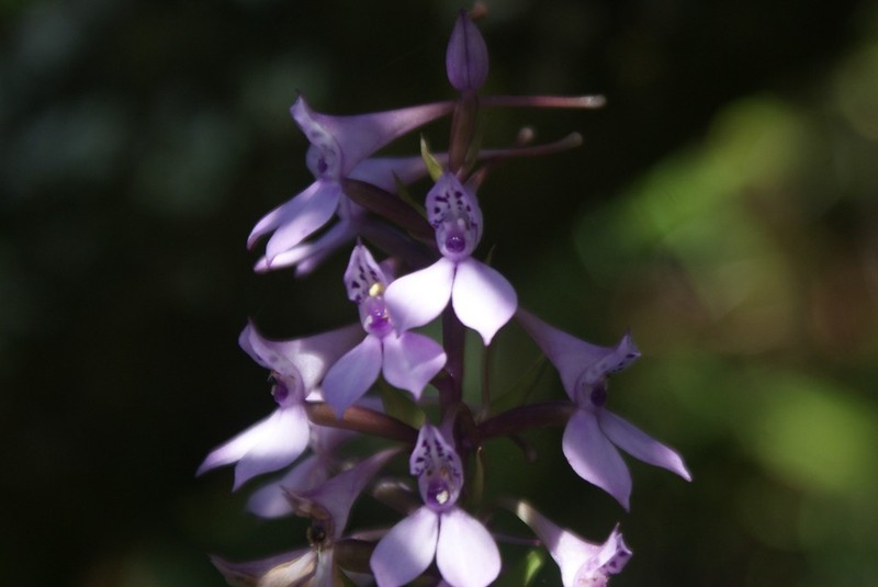 Brownleea coerulea photo 2