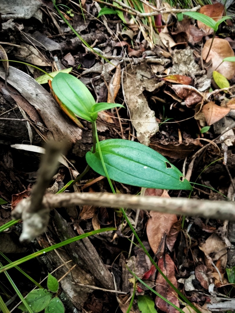 Brownleea coerulea photo 3