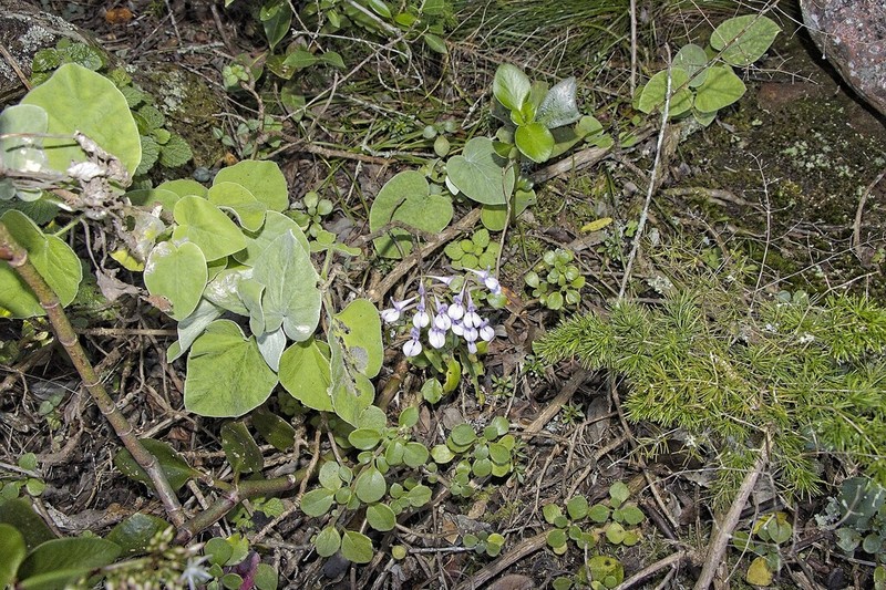 Brownleea coerulea photo 6