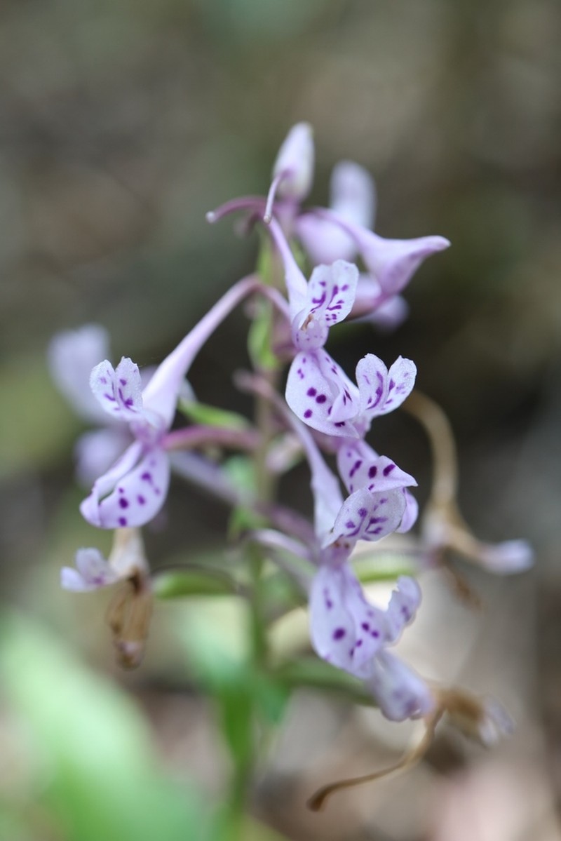 Brownleea coerulea photo 7