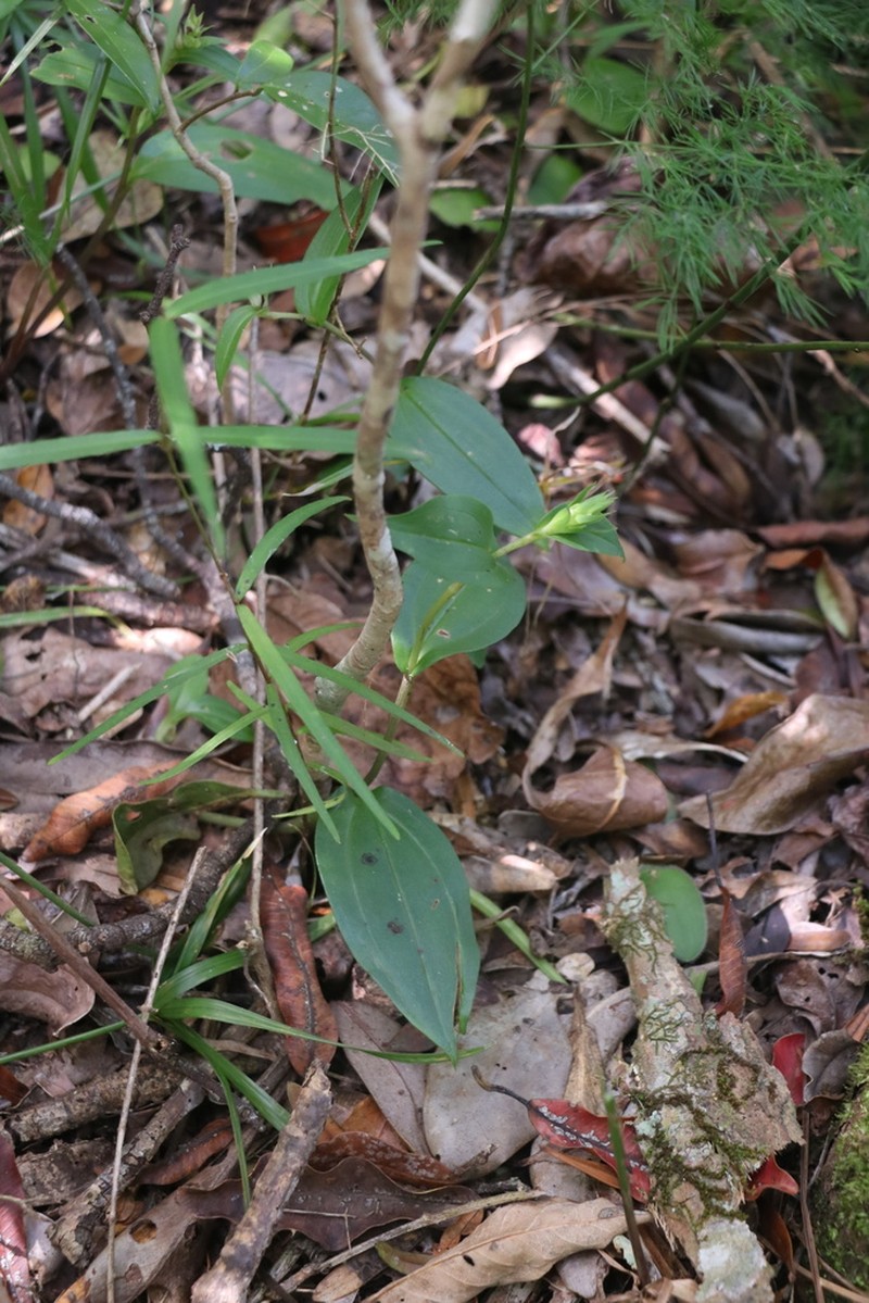 Brownleea coerulea photo 8