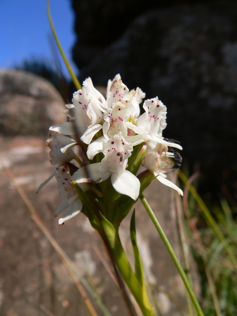 Brownleea galpinii