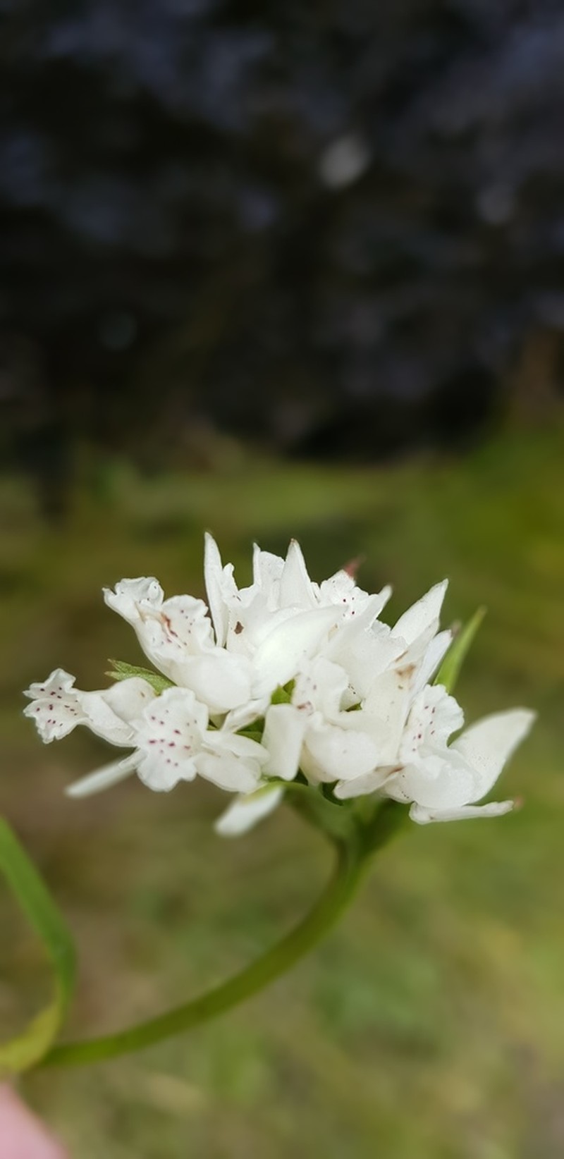 Brownleea galpinii photo 2