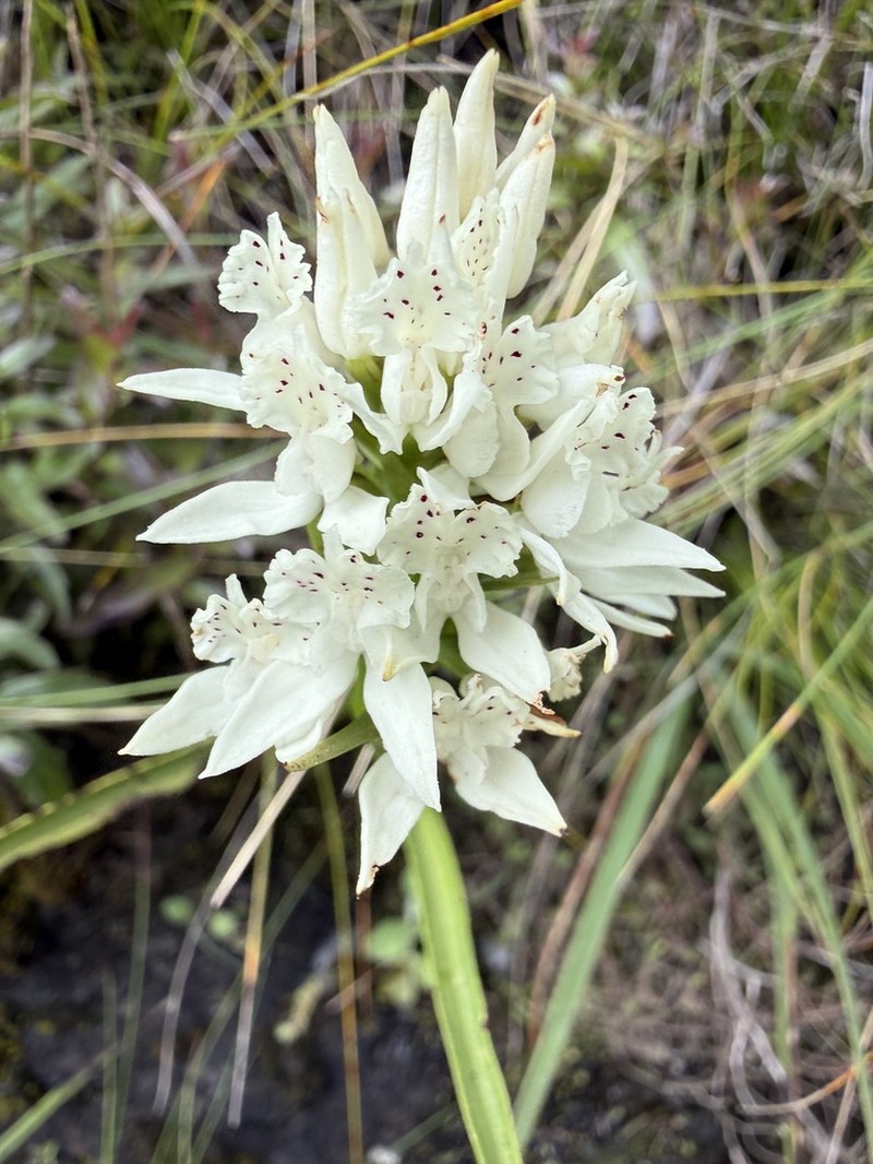 Brownleea galpinii photo 3