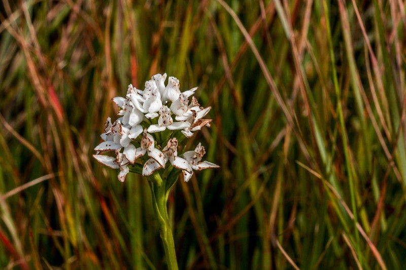 Brownleea galpinii photo 4