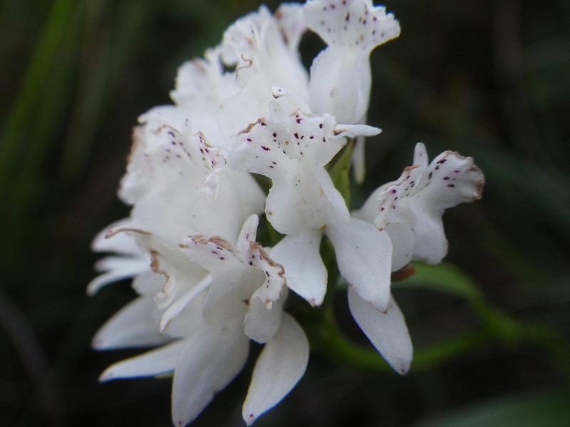 Brownleea galpinii photo 5