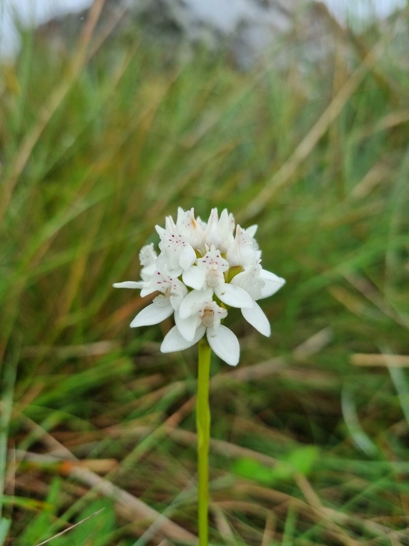 Brownleea galpinii photo 8
