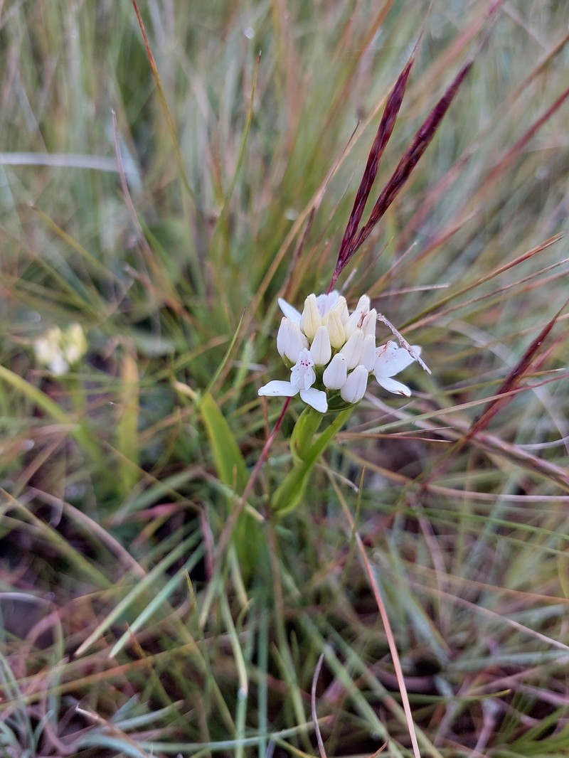 Brownleea galpinii subsp. galpinii