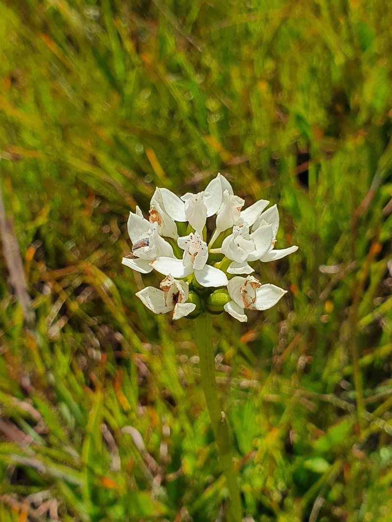 Brownleea galpinii subsp. galpinii photo 3