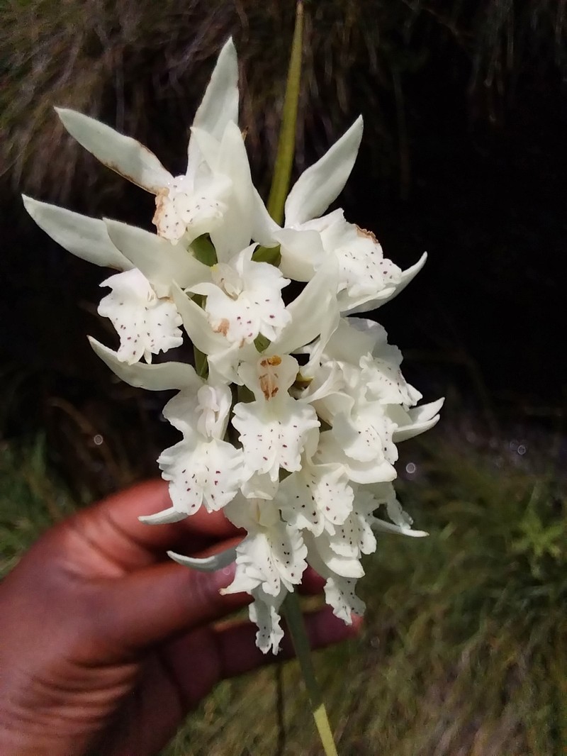 Brownleea galpinii subsp. major