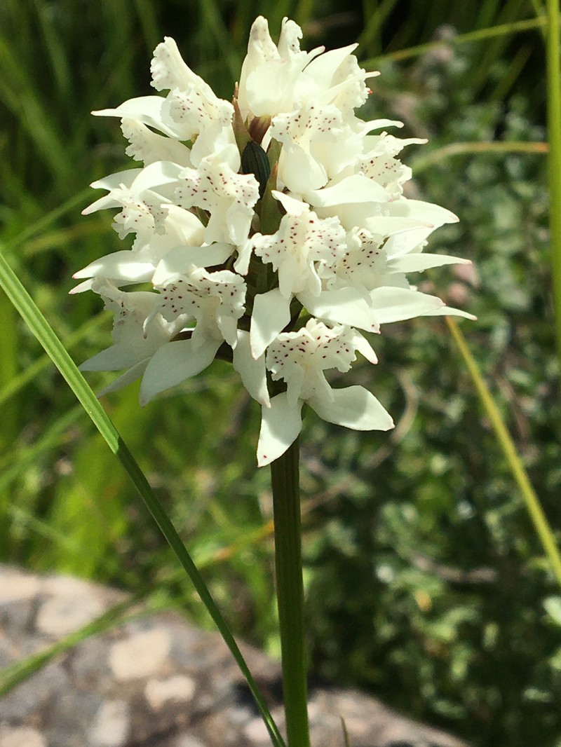 Brownleea galpinii subsp. major photo 3