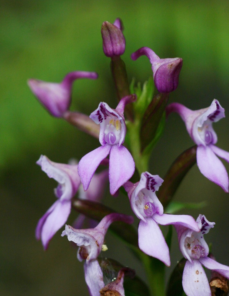 Brownleea maculata