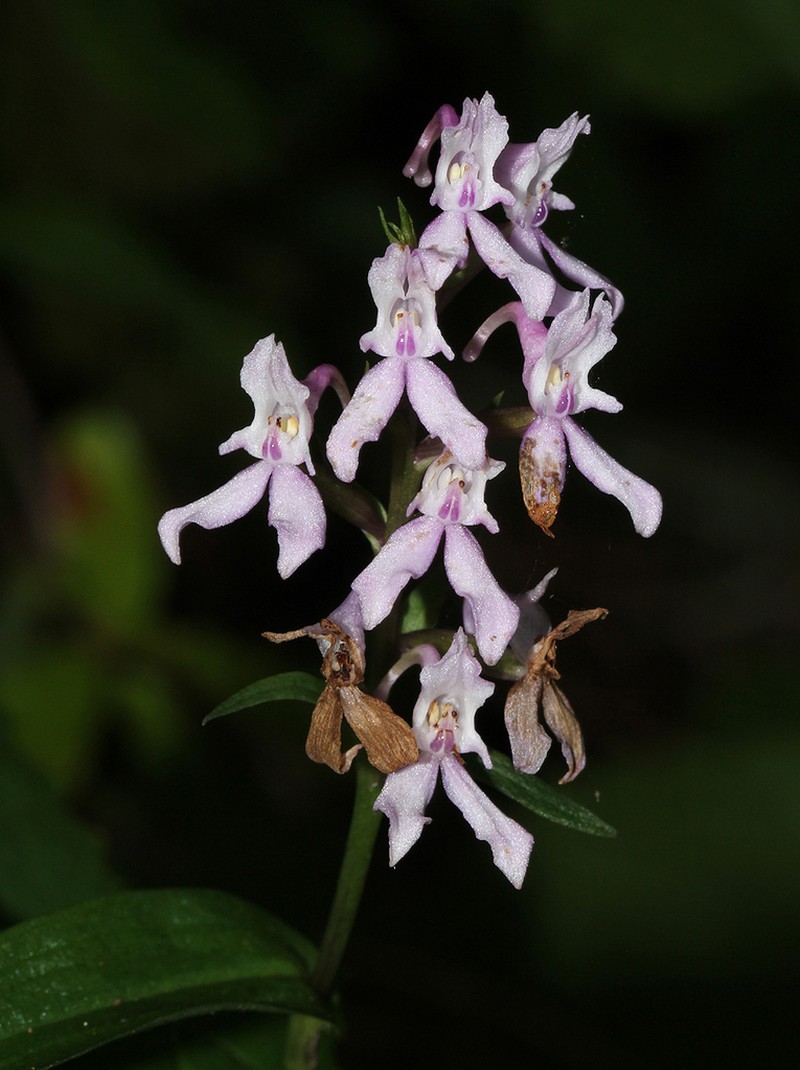 Brownleea maculata photo 2