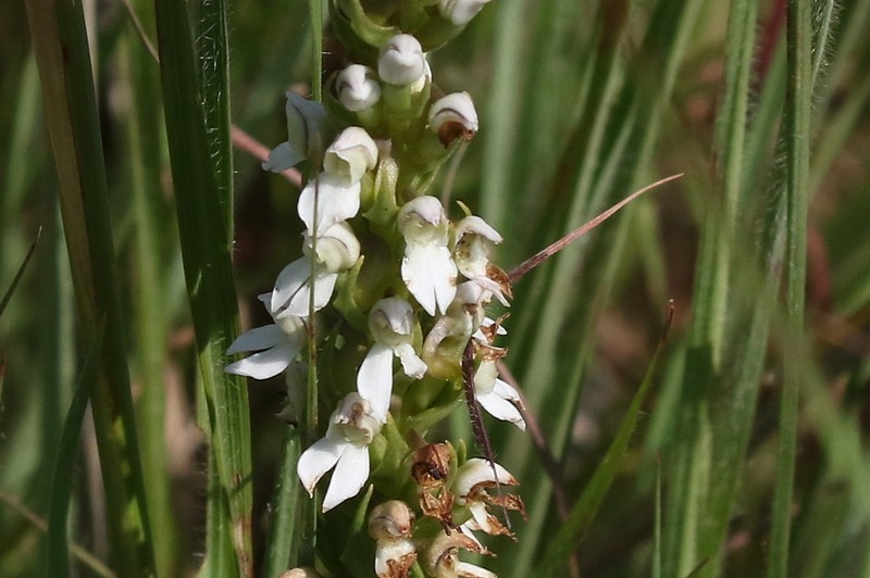 Brownleea parviflora photo 2