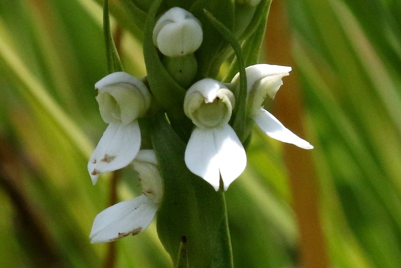 Brownleea parviflora photo 3
