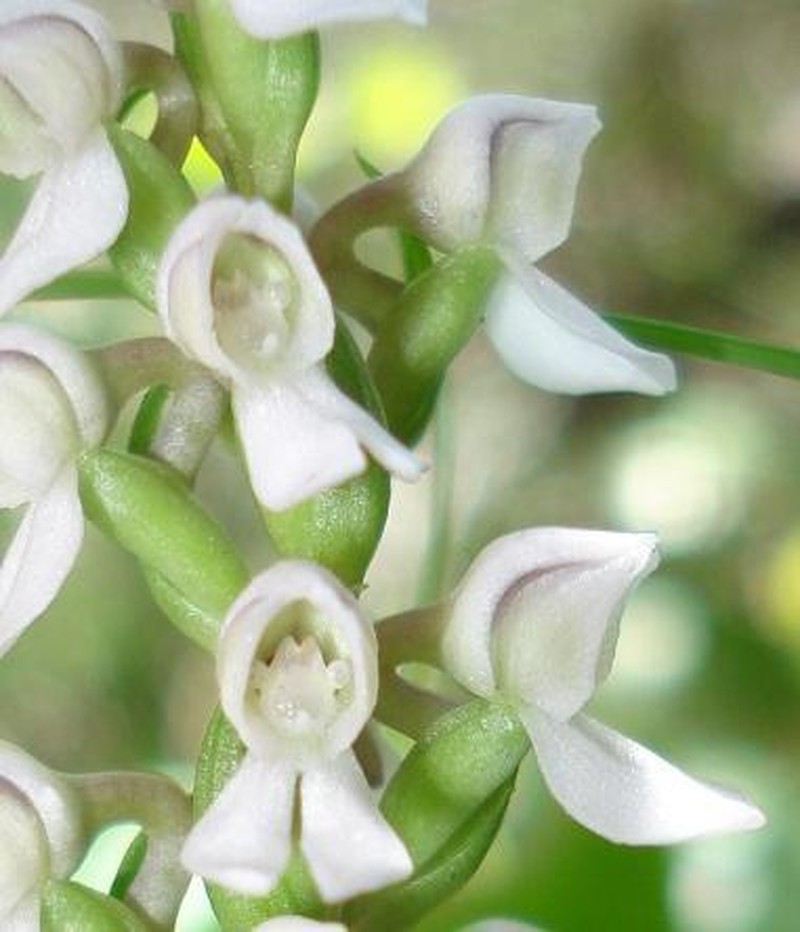 Brownleea parviflora photo 4