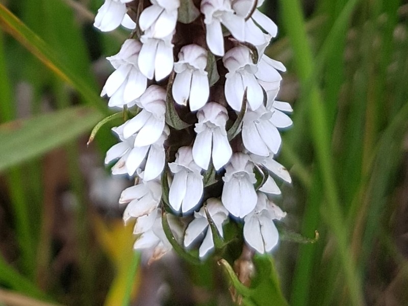 Brownleea parviflora photo 5