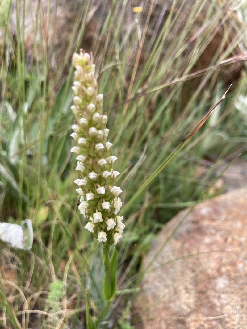 Brownleea parviflora photo 6