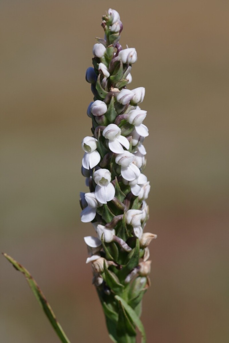 Brownleea parviflora photo 7