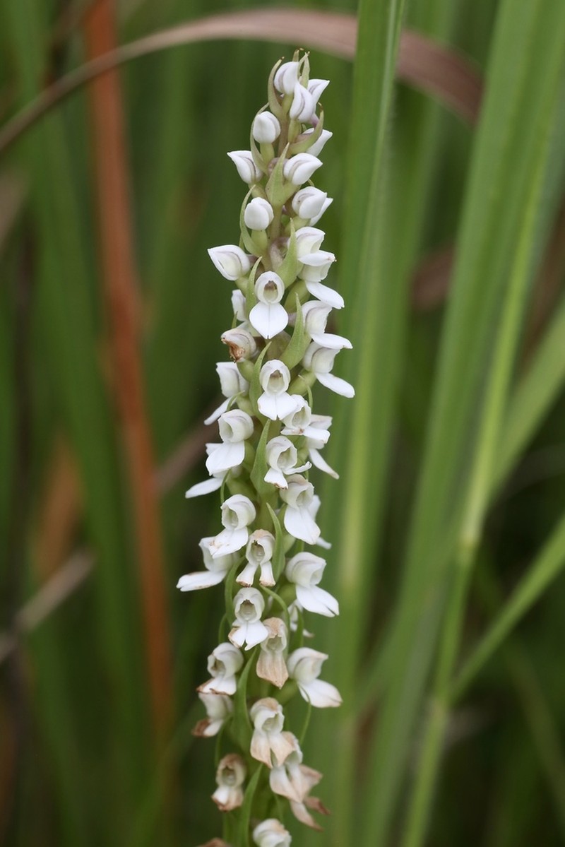 Brownleea parviflora photo 8