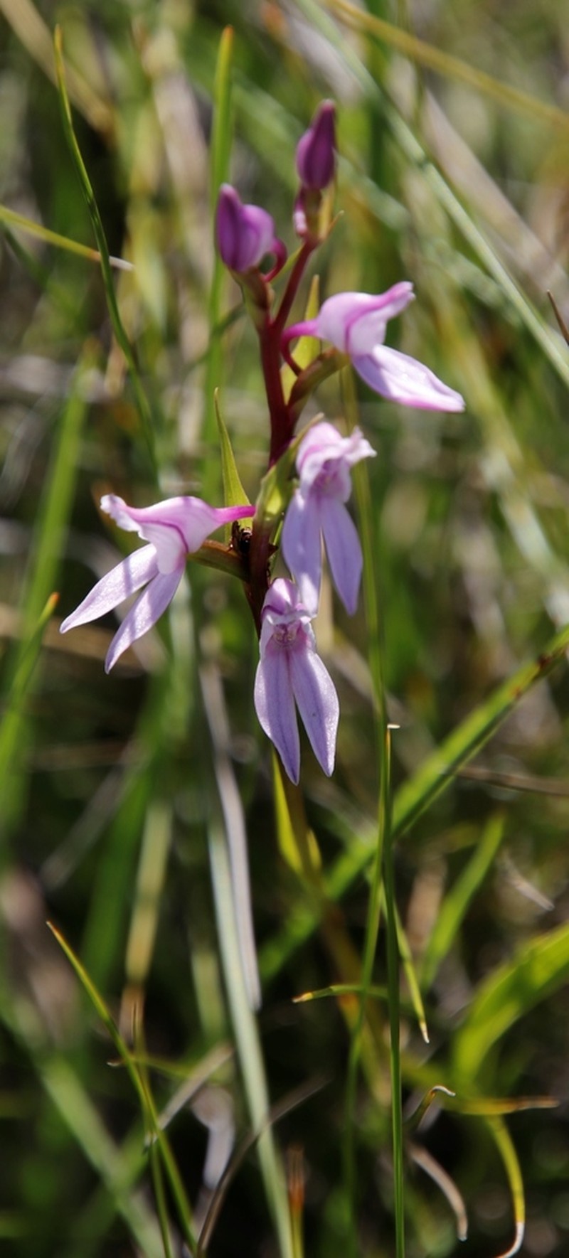 Brownleea recurvata
