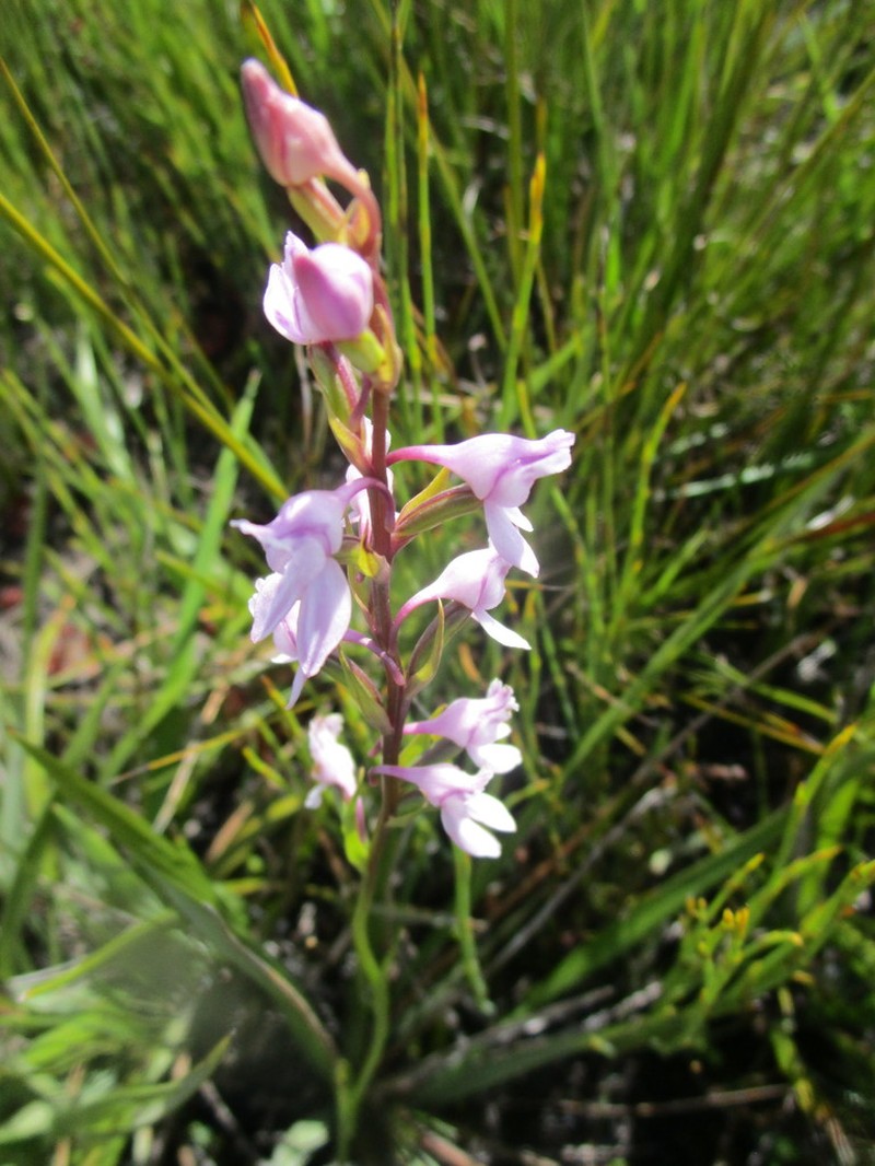Brownleea recurvata photo 2