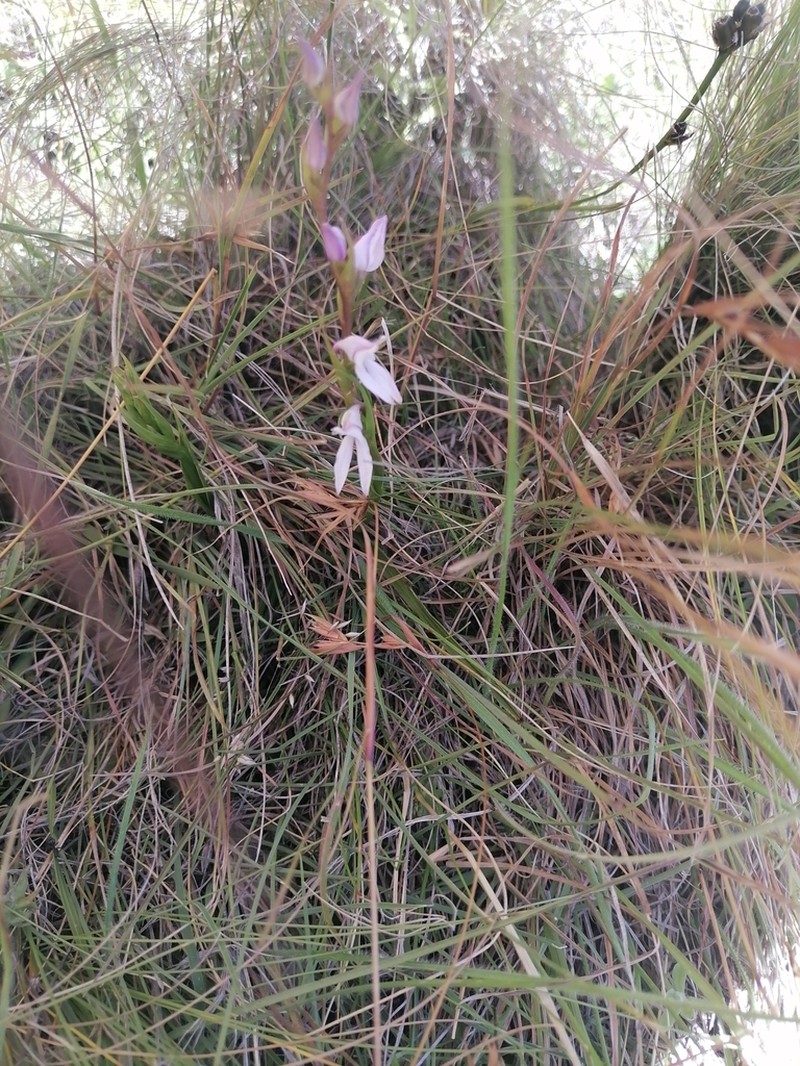 Brownleea recurvata photo 3