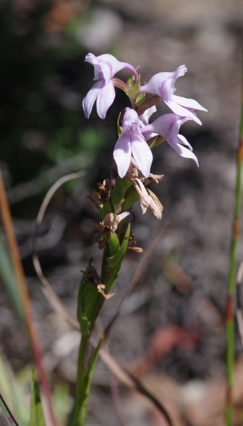 Brownleea recurvata photo 4