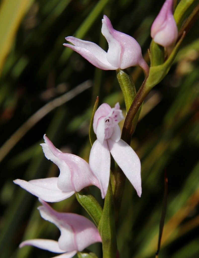 Brownleea recurvata photo 5