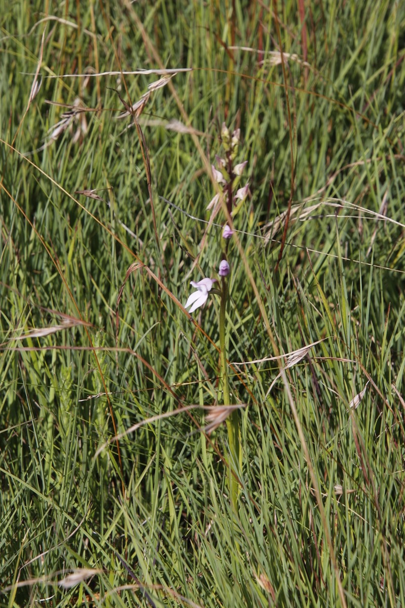 Brownleea recurvata photo 6