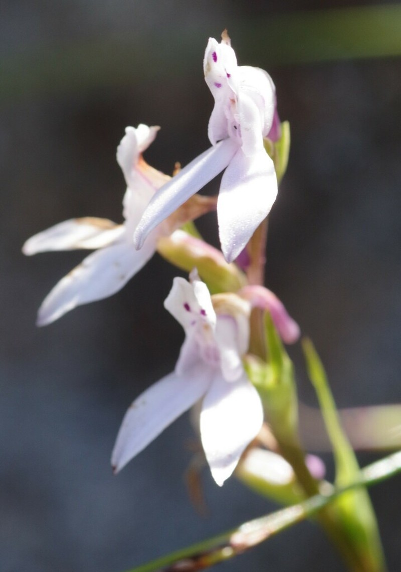 Brownleea recurvata photo 7