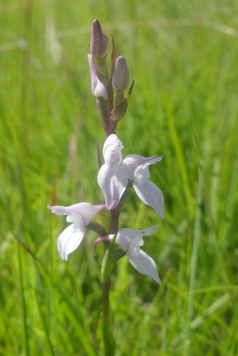Brownleea recurvata photo 8